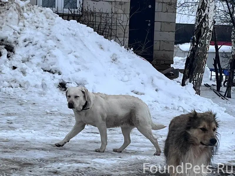 Найден лабрадор, пгт Алексеевка