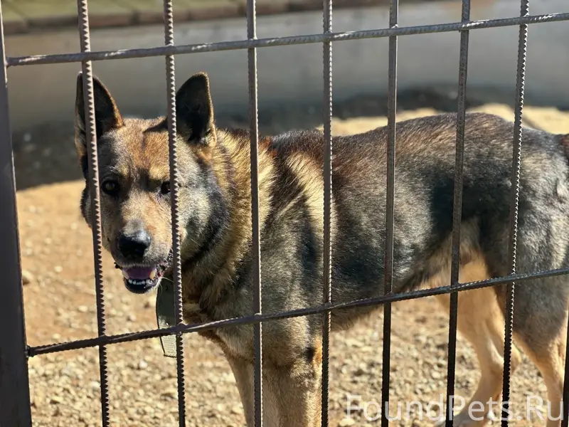 Пропал пёс Граф, проспект Советский