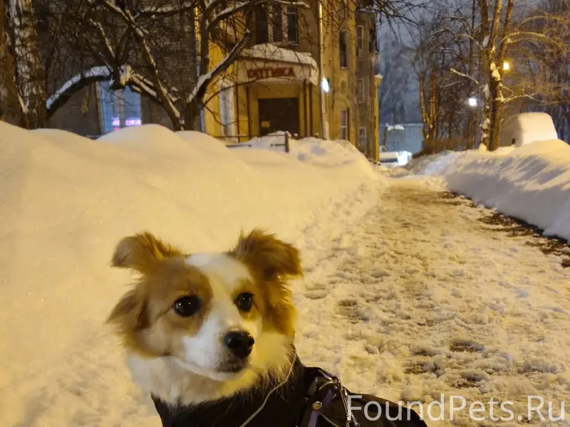 Пропала собака Юки, район Подлипок