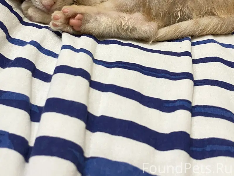 Найден котёнок мальчик, [место не указано]