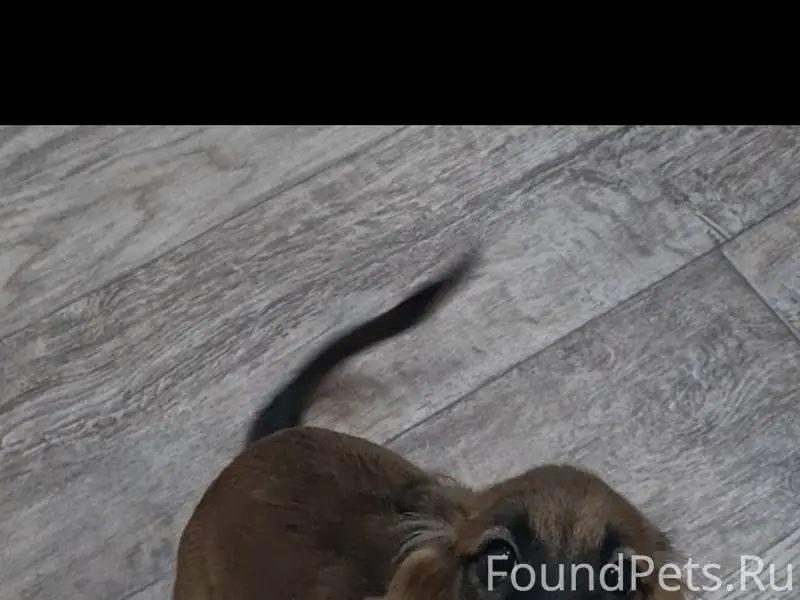 Пропал пёс, возможно увязался за ребёнком до 22 школы