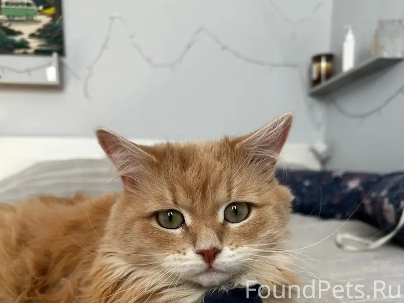 Пропала кошка Симба, Долгопрудный