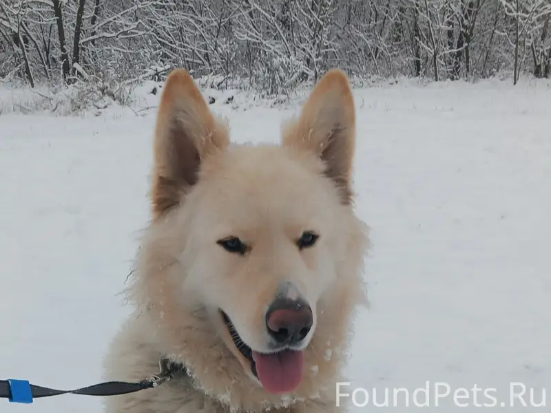 Пропал пес, район городской