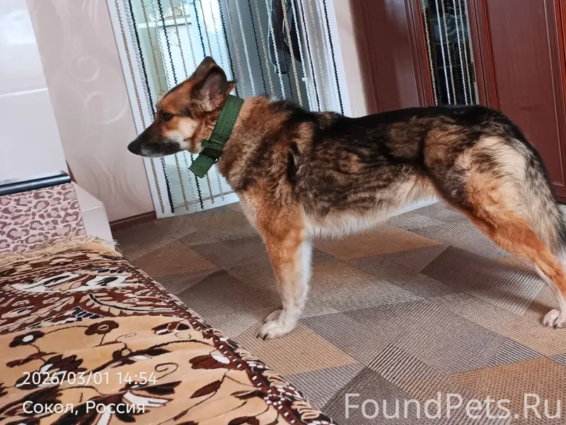 Пропала собака Мира, Печаткино