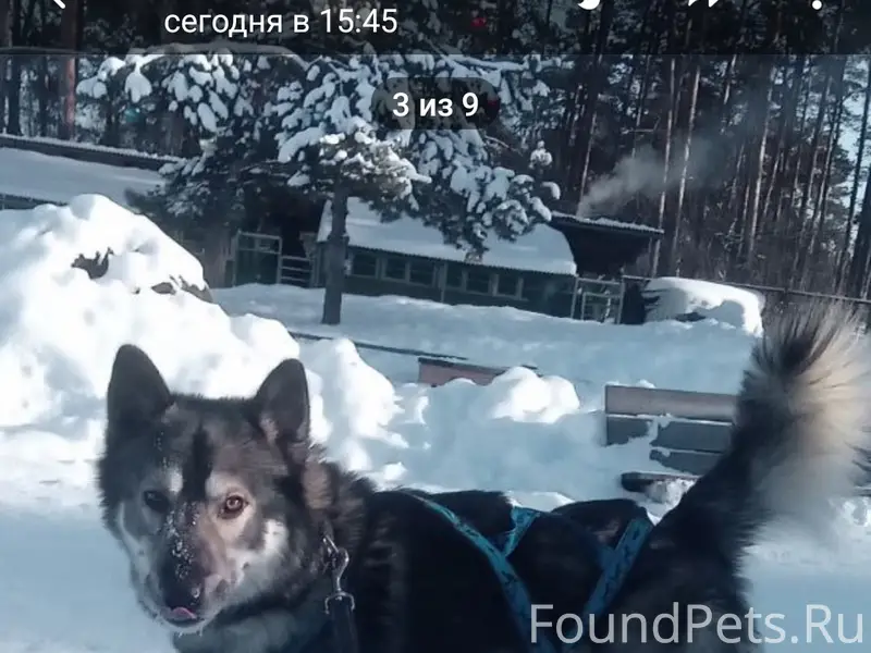 Найден молодой пес, найдена собака на улице