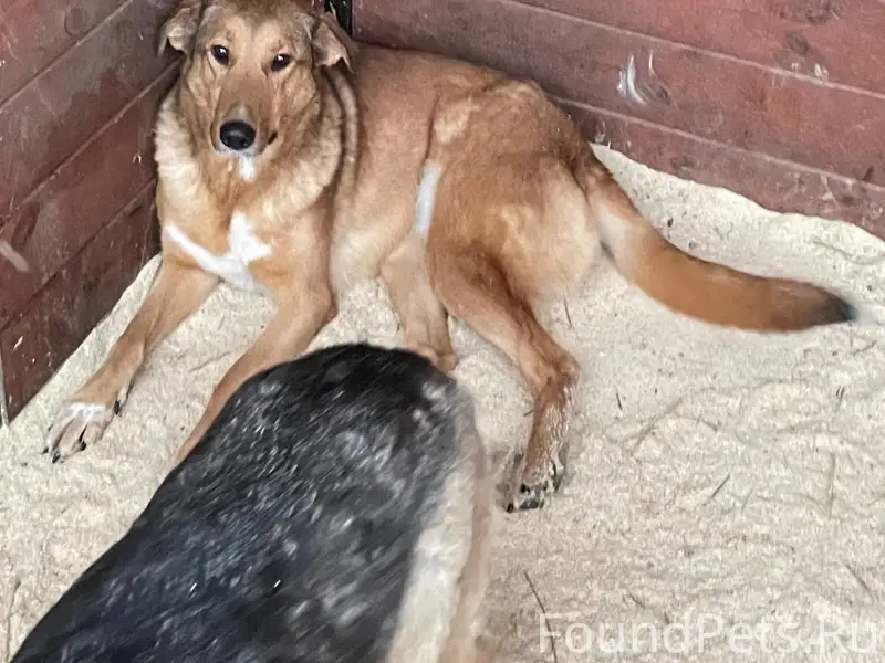 Пропала метис Рада, Казань