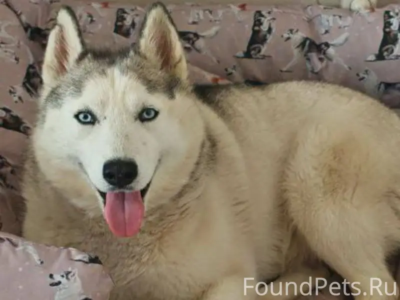 Найден хаски, Казань, Проспект Победы