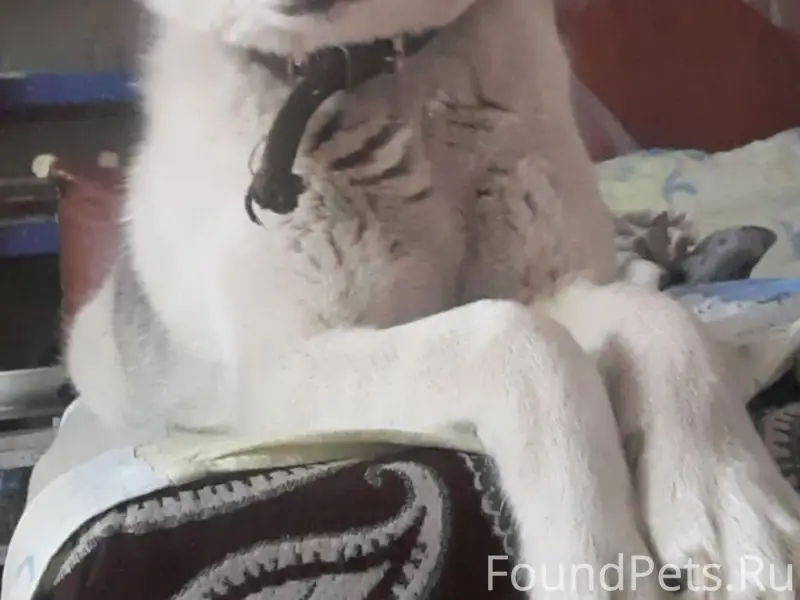 Пропала хаски Ада, г. Невьянск