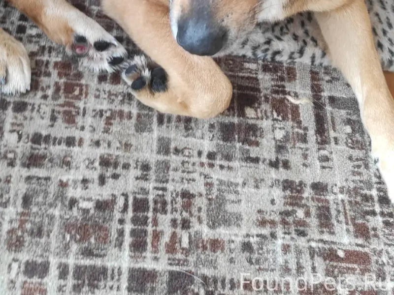 Найден мальчик с ошейником, Фаустово