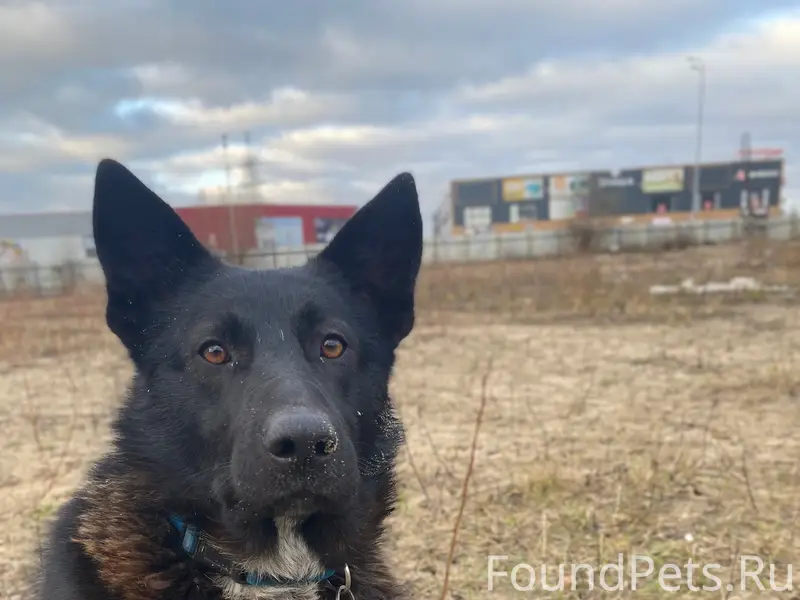 Пропал черный Блэк, Малое Исаково