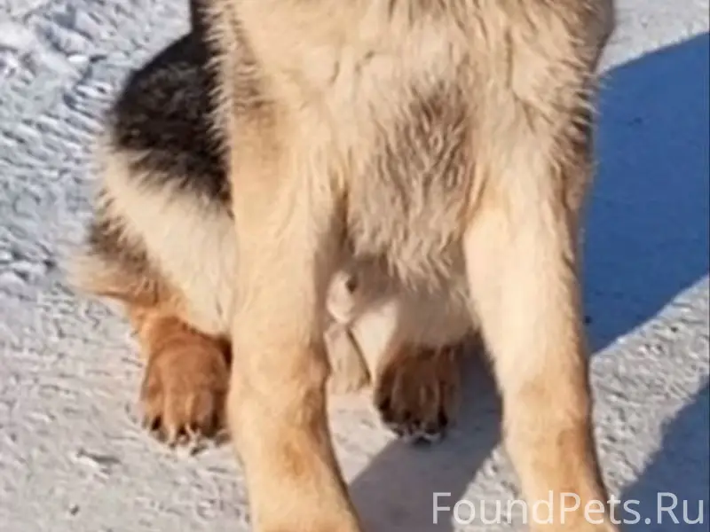 Пропал щенок, похож на овчарку, Хардиково