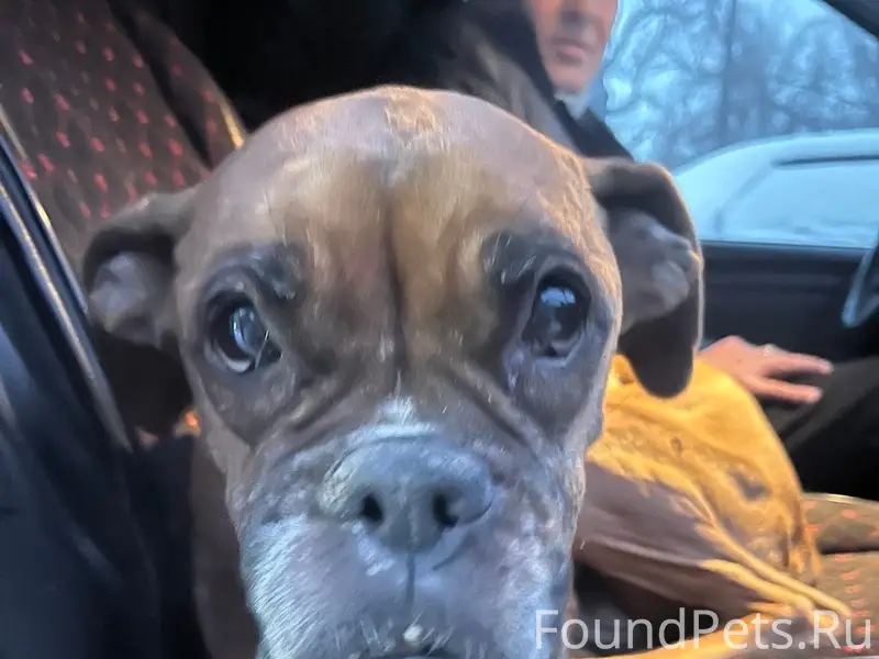 Найден Боксер, Тальменский район, увезен в Барнаул