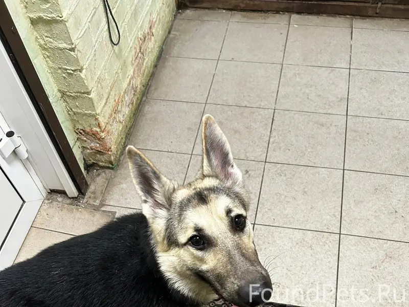 Найдена собака, видели на Пограничной, у ЦРБ