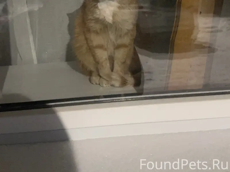 Пропал рыжий кот Рыжик