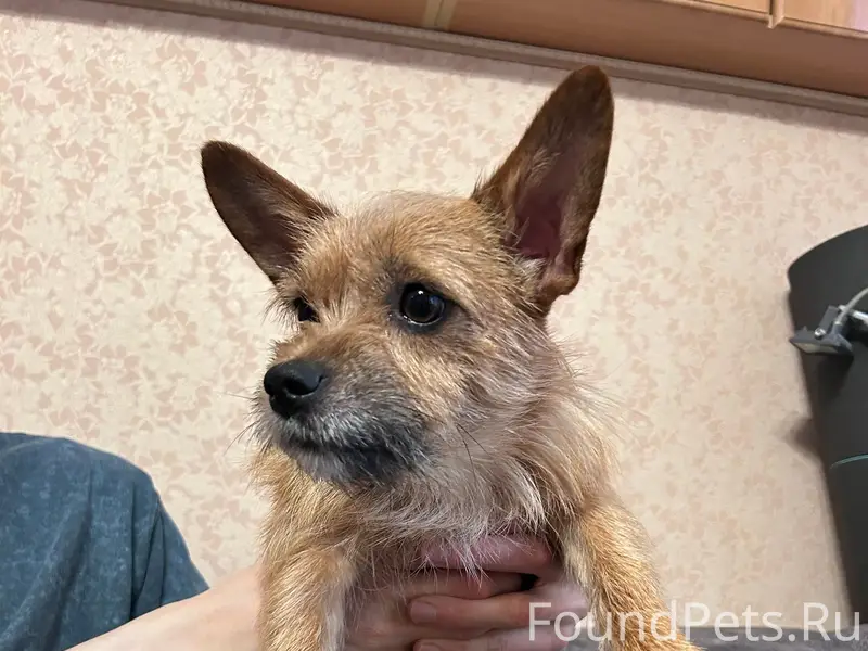 Найден рыжий пёс, парк Победы, Самара