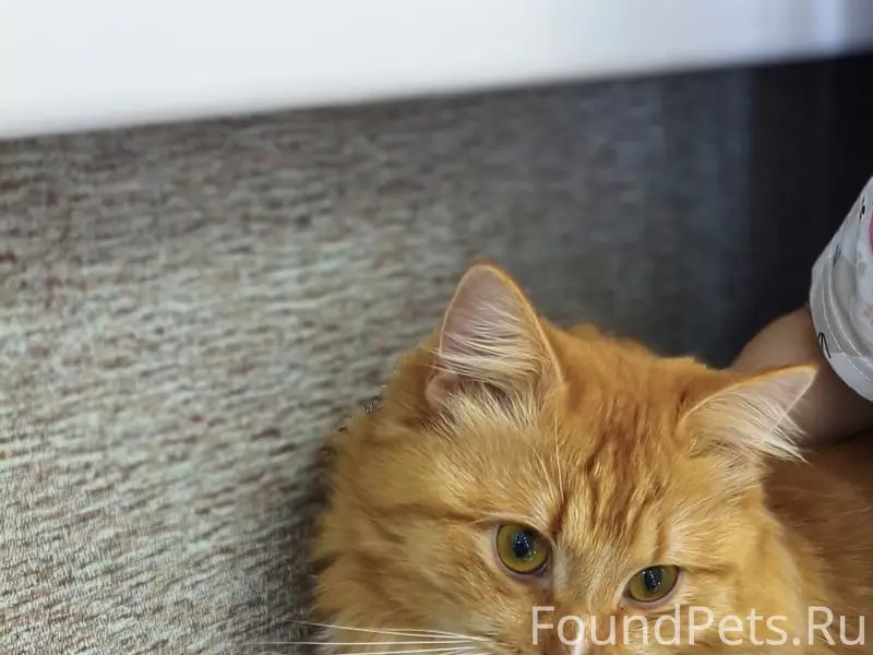 Пропал кот, улица Отрадная