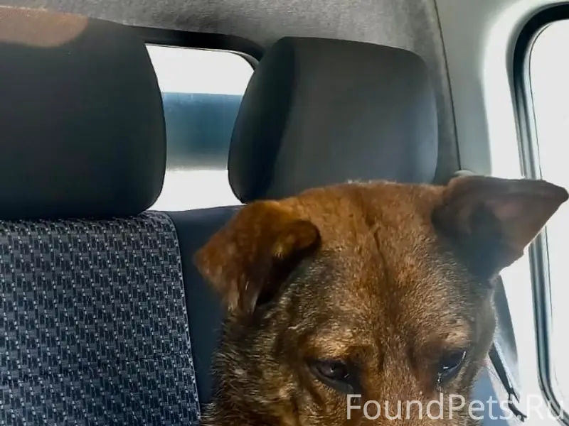 Пропал пёс Серега, район колхозного рынка