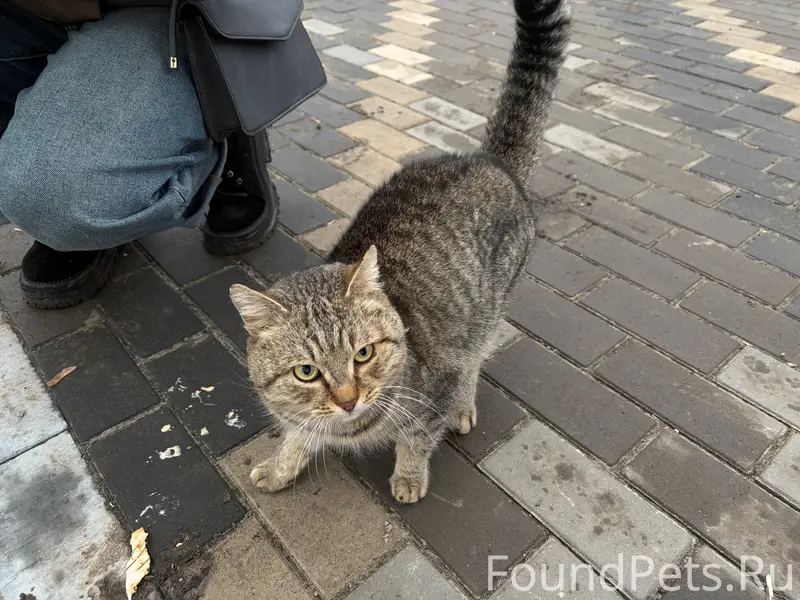 Найден кот, Перевальский парк Воровского