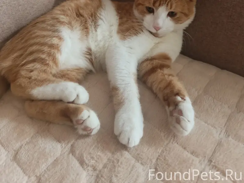 Пропал кот, ул. Лесная