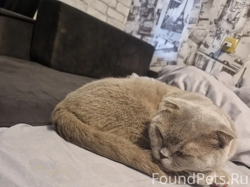 Найдена кошка, Мурманск