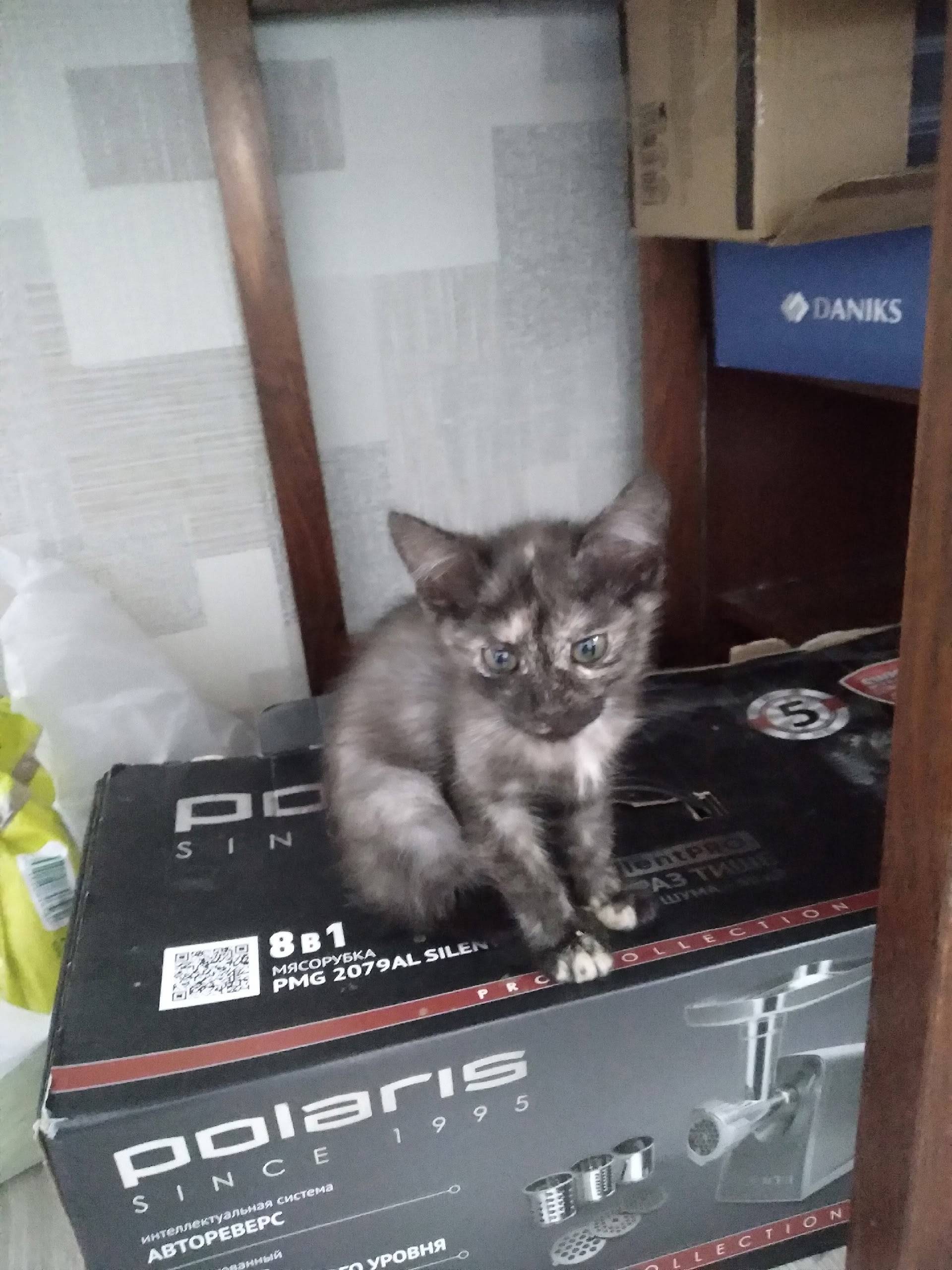 Найден котёнок, Щетинино