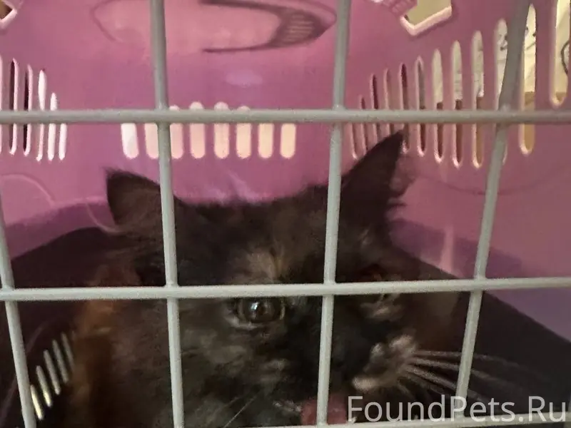 Найдена кошка, Октябрьский район