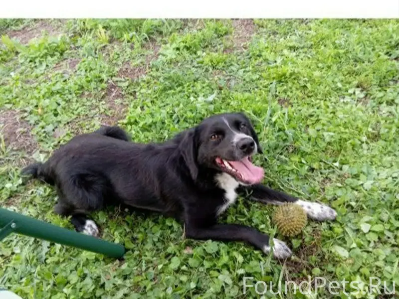 Пропал Черныш, Сормовский район