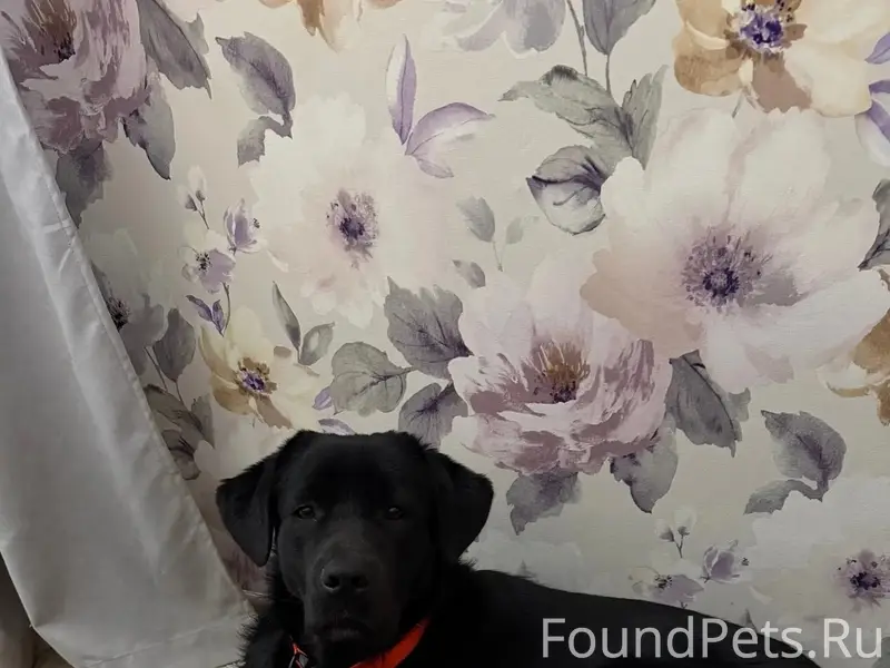 Пропал лабрадор, Горпищенко