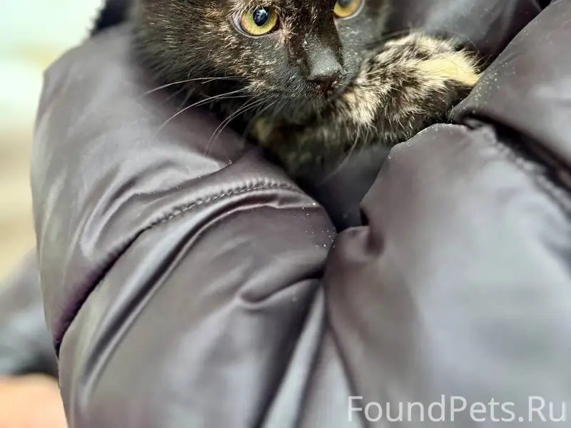 Найден котёнок, ул. Соколова