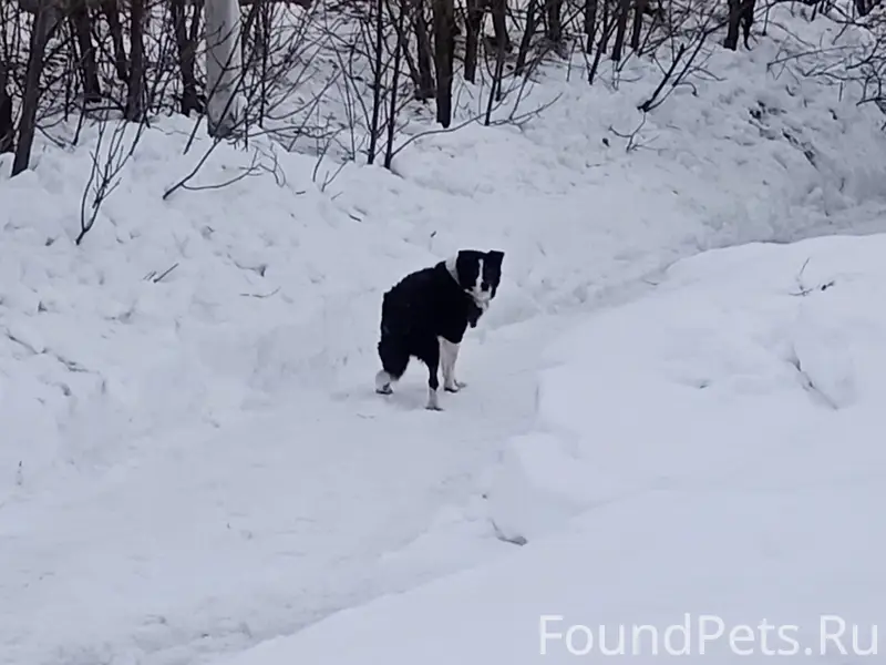 Пропал пёс, Егорьевск, ул. Смычка/1 Мая/Рязанская