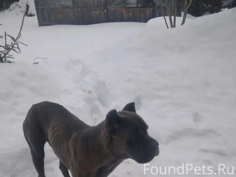 Найден Кане корсо, Наро-Фоминский район