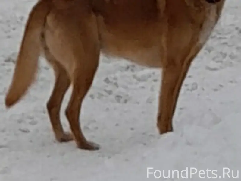 Найден рыжий пес без хозяина