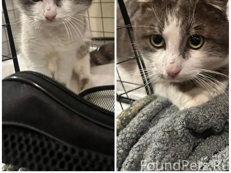 Найден кот, Воронцовский парк