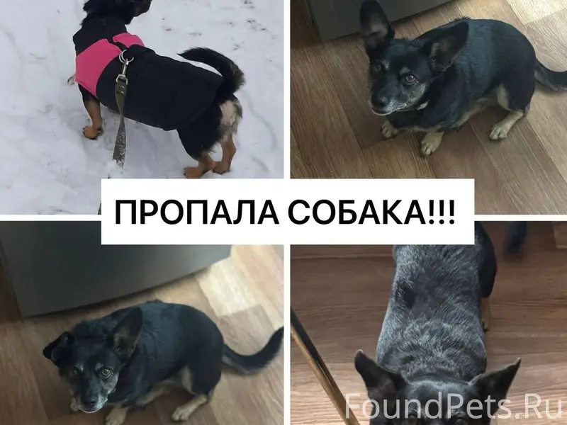 Пропала небольшая собака, Советский район