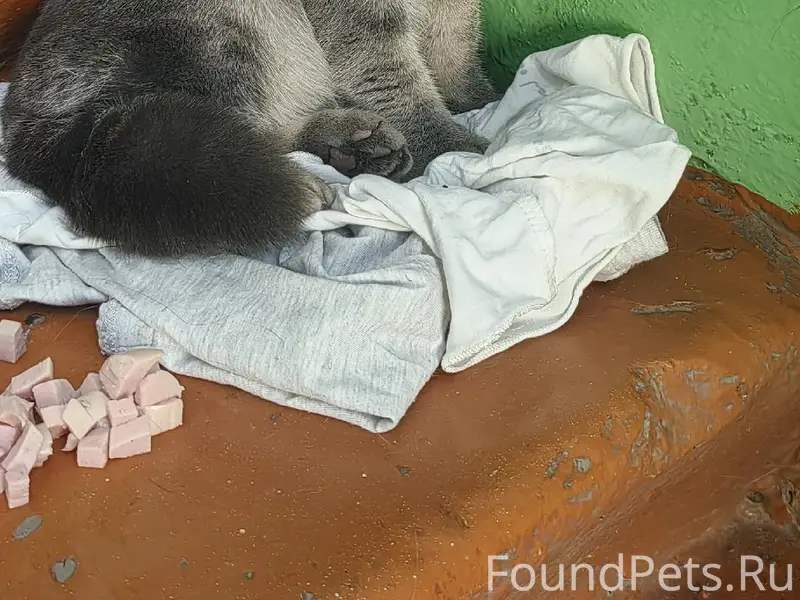 Найден кот, улица Декабрьских Событий, 86