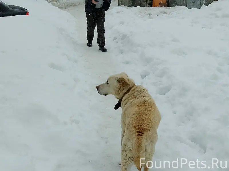 Найден крупная собака, Северный
