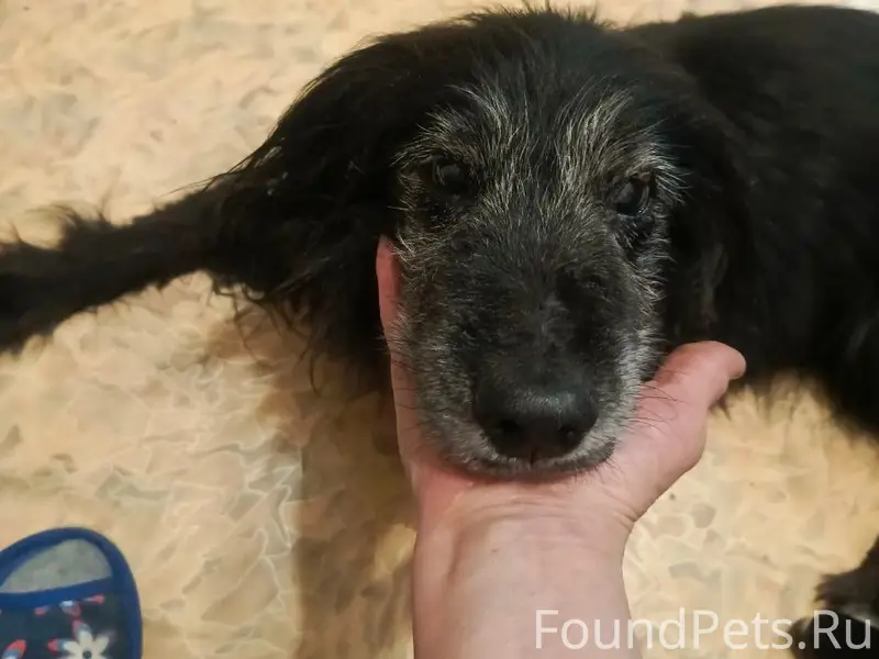 Пропала собака Берта, Свердлова 37