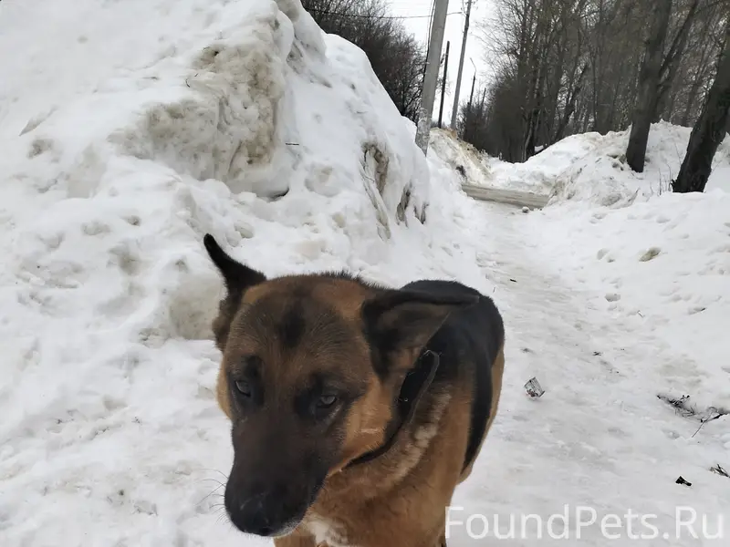 Пропала овчарка, Квартал 5/15
