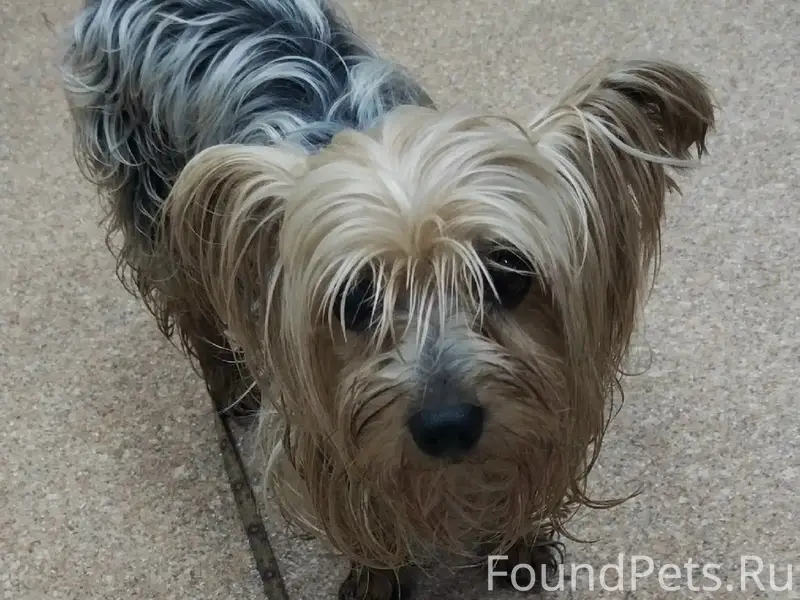 Найден тип собака, сквер Ленина