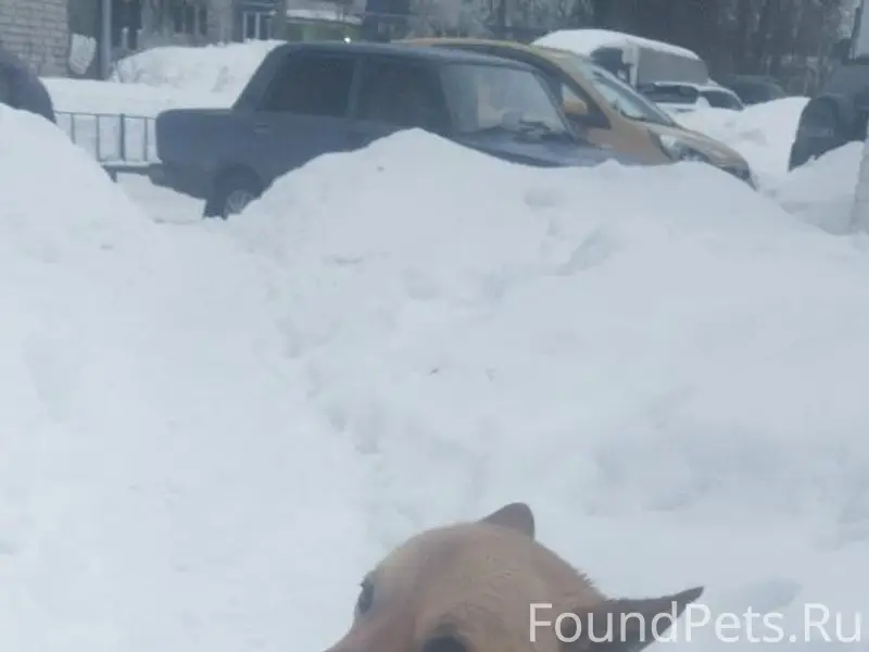 Найден раненый пёс, увезен в ветклинику