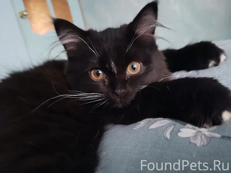 Найден котёнок, подъезд