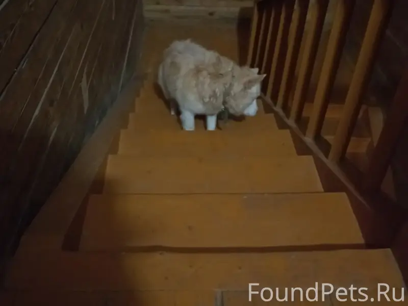 Пропала собака, нуждается в помощи