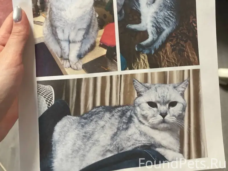 Пропал кот Марти, Щелковское шоссе