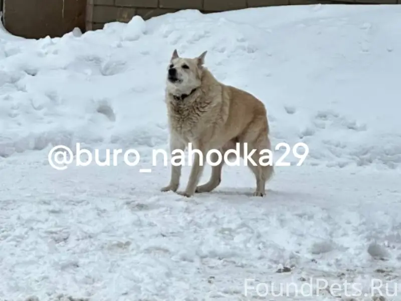 Пропал пёс, Ломоносов, Архангельск