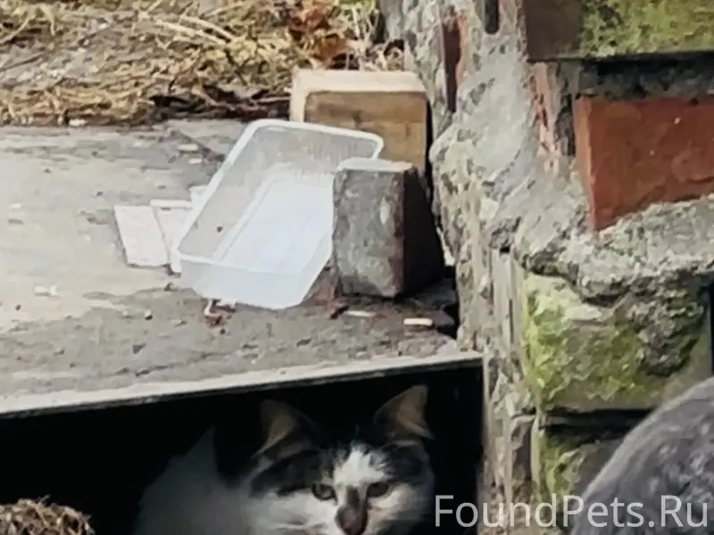 Найден котик, Красноармейская 4