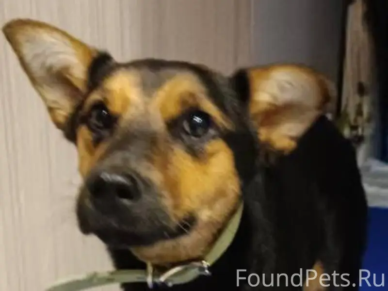 Найден подросток-собака Куколка, г. Иваново