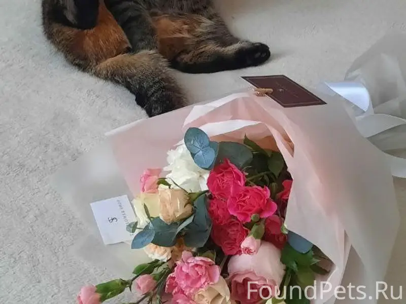 Пропал кот Василий, район Музея на ул. Горького