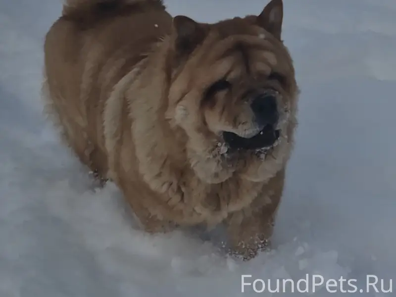Пропал Чау-Чау Вудик, п. Лукаши