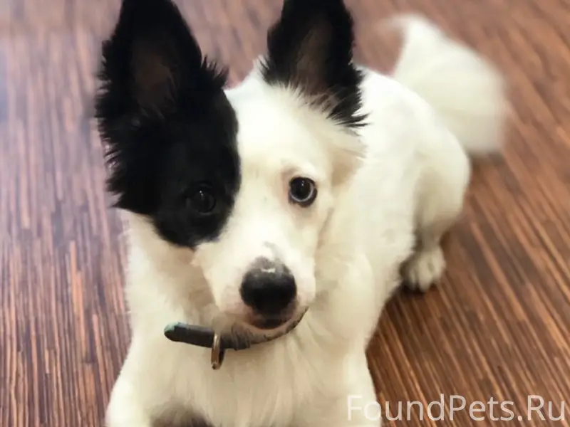 Пропал Бэнни, ст. Шибаново