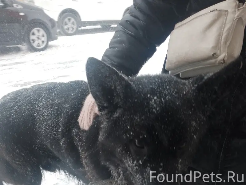 Найден черный овчарка, Карла Маркса